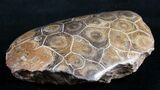 Polished Fossil Coral Head - Very Detailed #9347-2